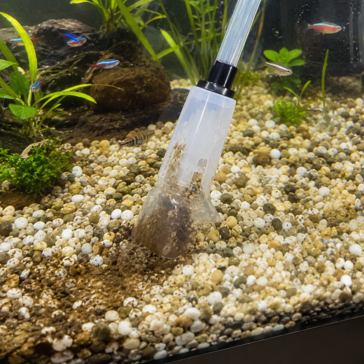Clean aquarium gravel after maintenance