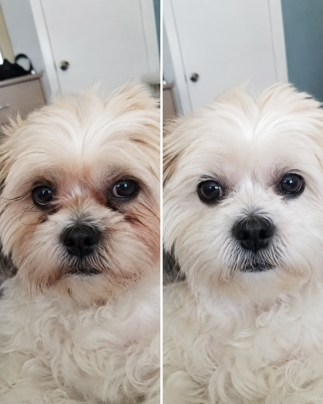 Before-and-after view of a dog's eye area