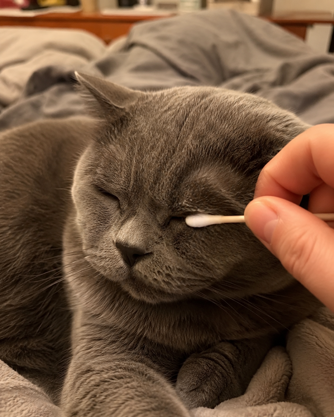 Close-up of a cat during an eye-care routine