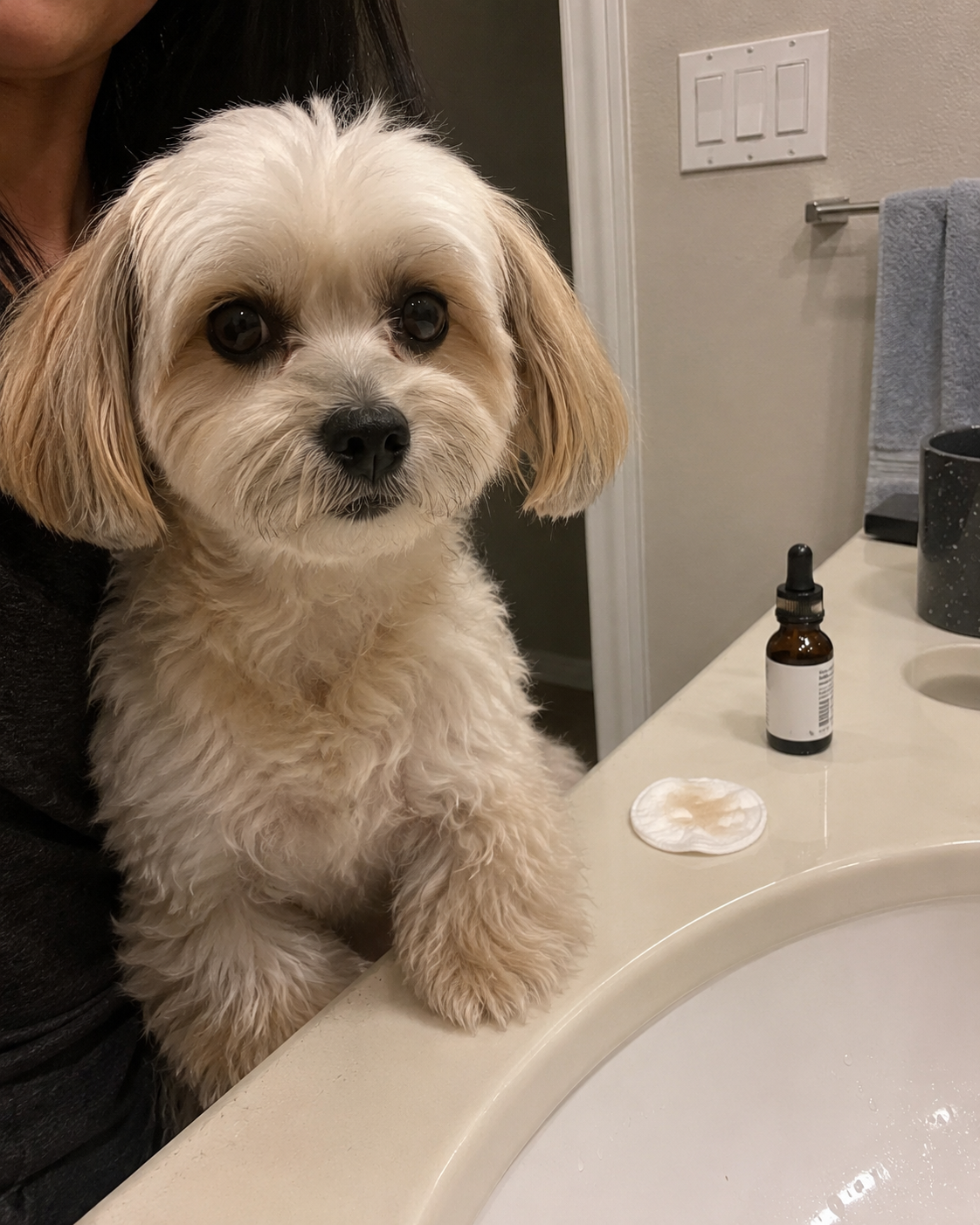 Small dog after routine eye-area cleaning